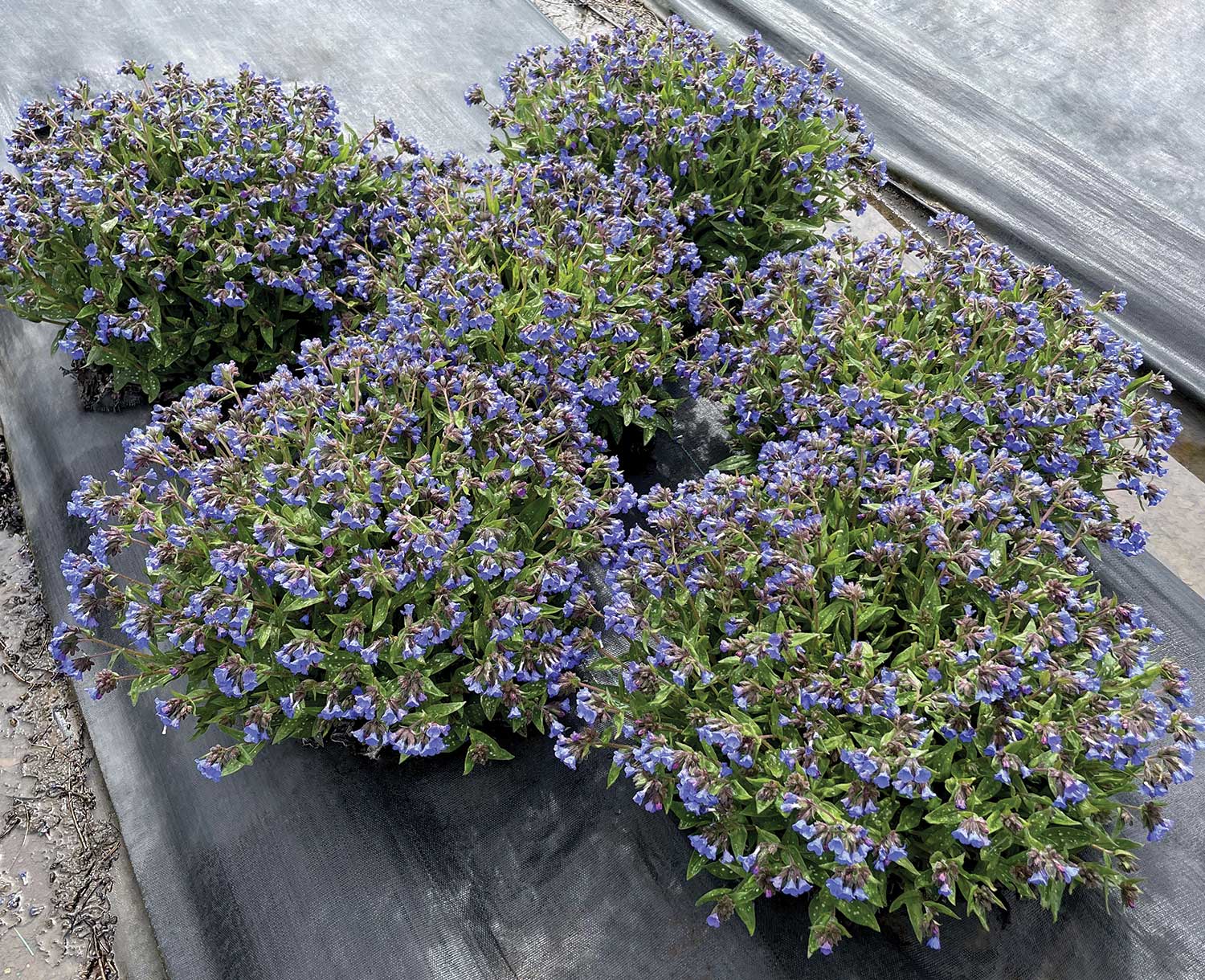 Pulmonaria-NOVA-'Cobalt'-Photo