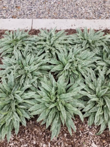Pulmonaria 'Raspberry Frost' Photo
