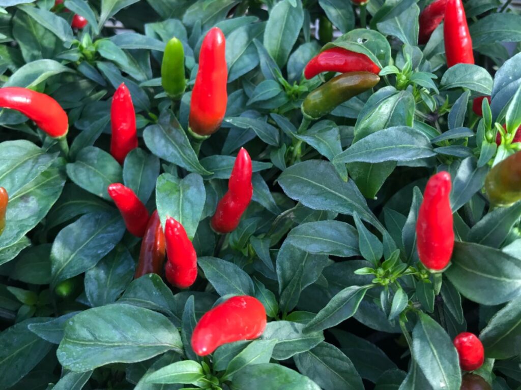Pepper QuickFire