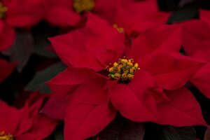 'Ranch Red' poinsettia