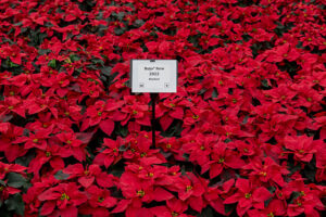 'Rojo Red' poinsettia