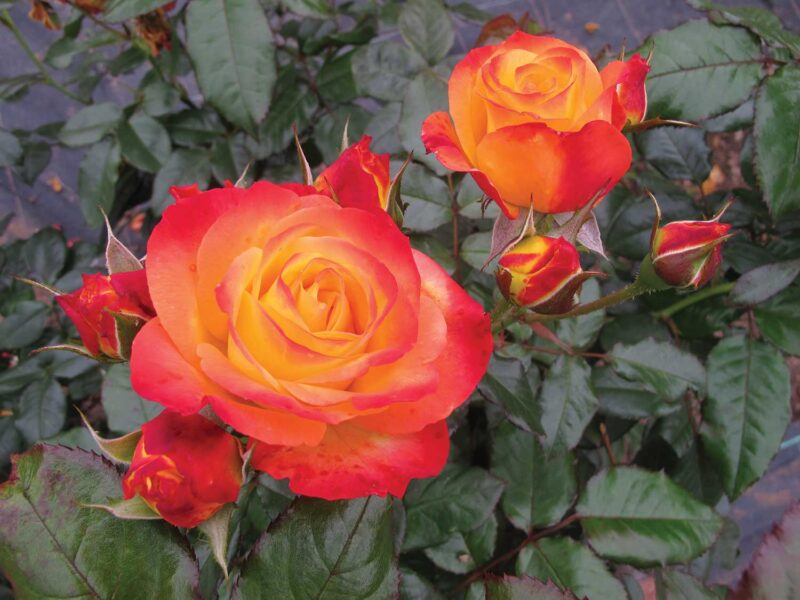 Rosa-Oso-Easy-En-Fuego-_10-3648x2736-ae695cf_Photo-courtesy-of-Proven-Winners-ColorChoice