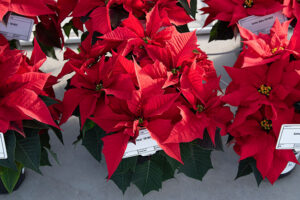 'Runway Red' poinsettia