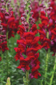 Snapdragon 'Potomac Red Improved'