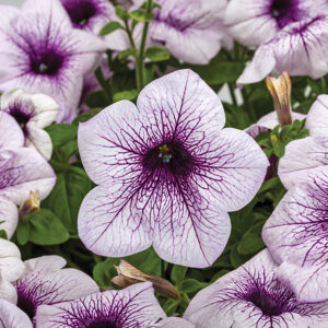 Petunia ‘Sanguna Mega Purple Vein’ Syngenta Flowers