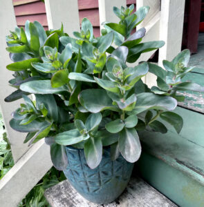 Sedum 'Conga Line' Photo
