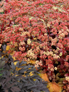 Sedum 'Peach Pearls' Photo