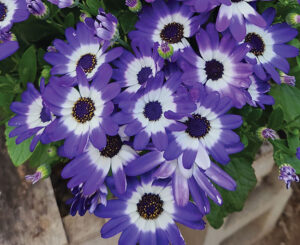 Senetti Blue Bicolor