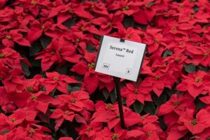 'Serena Red' poinsettia