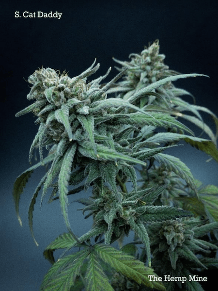 Southern Cat Daddy hemp cultivar. Photo: The Hemp Mine