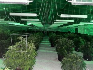 Southern Realm's grow room
