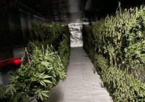 hemp drying at Southern Realm