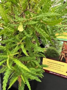 Sweetfern