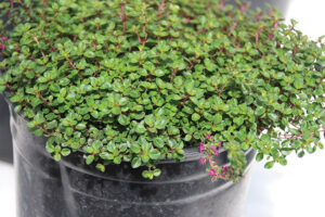 Thymus Ruby Glow