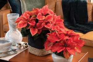 Tidings series poinsettia