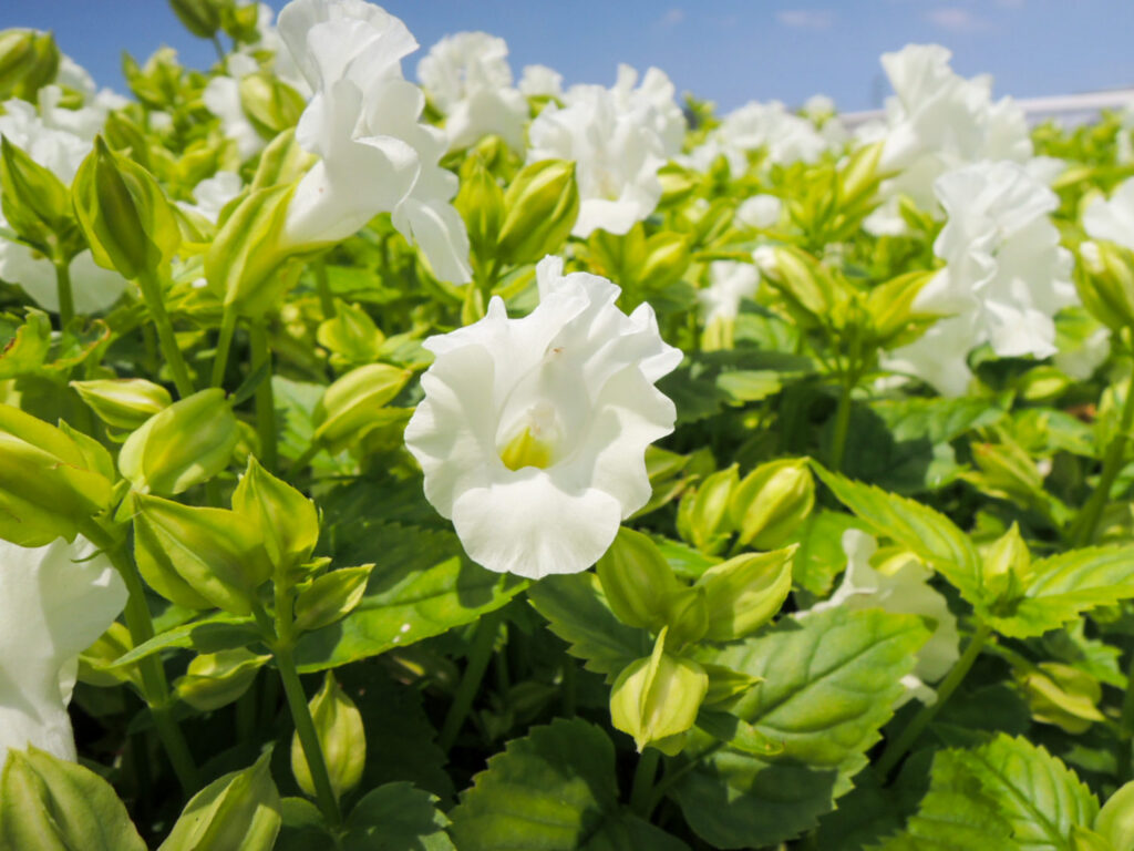Torenia Summery love, Pure white (2)Torenia Summery love, Pure white (2)