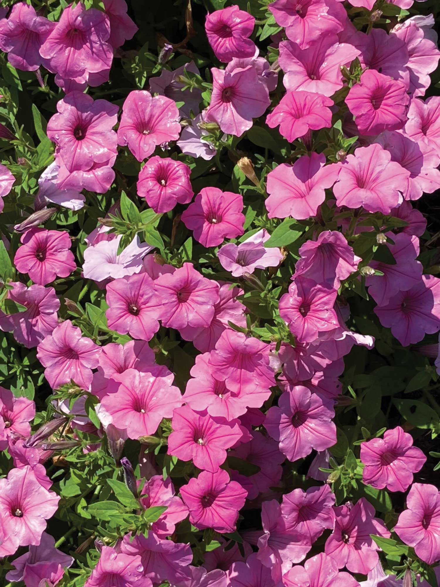 Petunia‘Supertunia Vista Bubblegum’ is giving all the flower power.