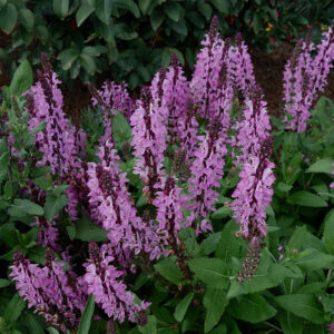 Salvia ‘Pink Nebula’