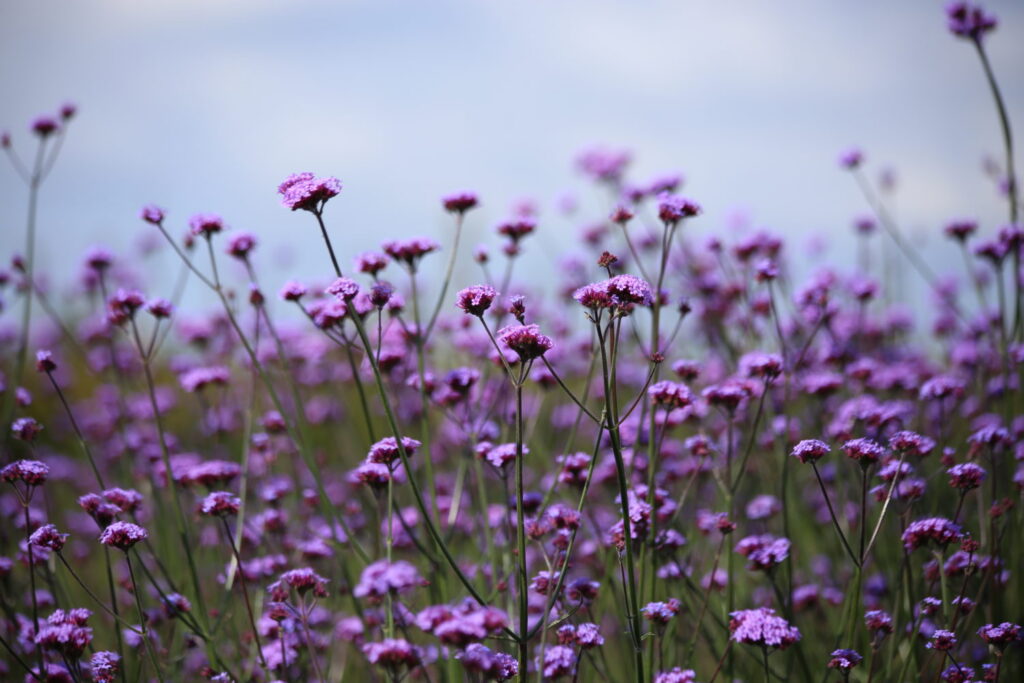Verbena bonariensis Vanity 