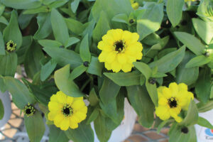 Zinnia Belize Double Yellow