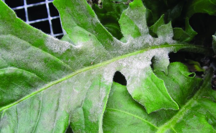 Powdery mildew on gerber daisy.