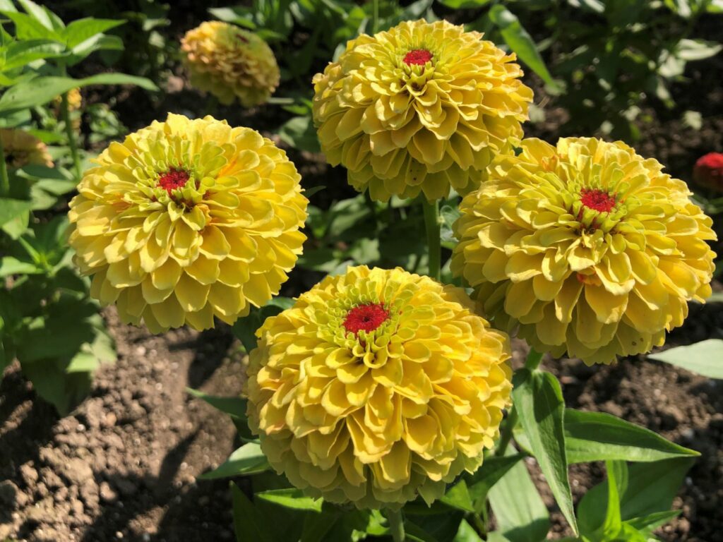 zinnia queeny lemon peach 1zinnia queeny lemon peach 1