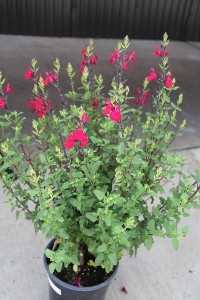 Cultivaris-Salvia-Little-Kiss-(300x200)_56929c5ccad87