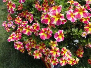 Calibrachoa 'Candy Bouquet' - Greenhouse Product News