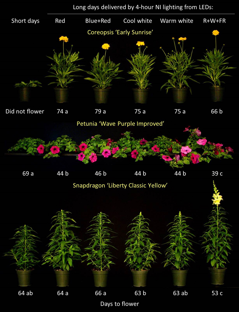 Evaluating Different Colors of LEDs to Control Flowering Greenhouse