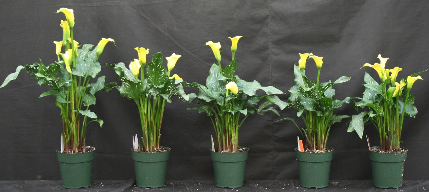 How Tall Do Calla Lillies Get 