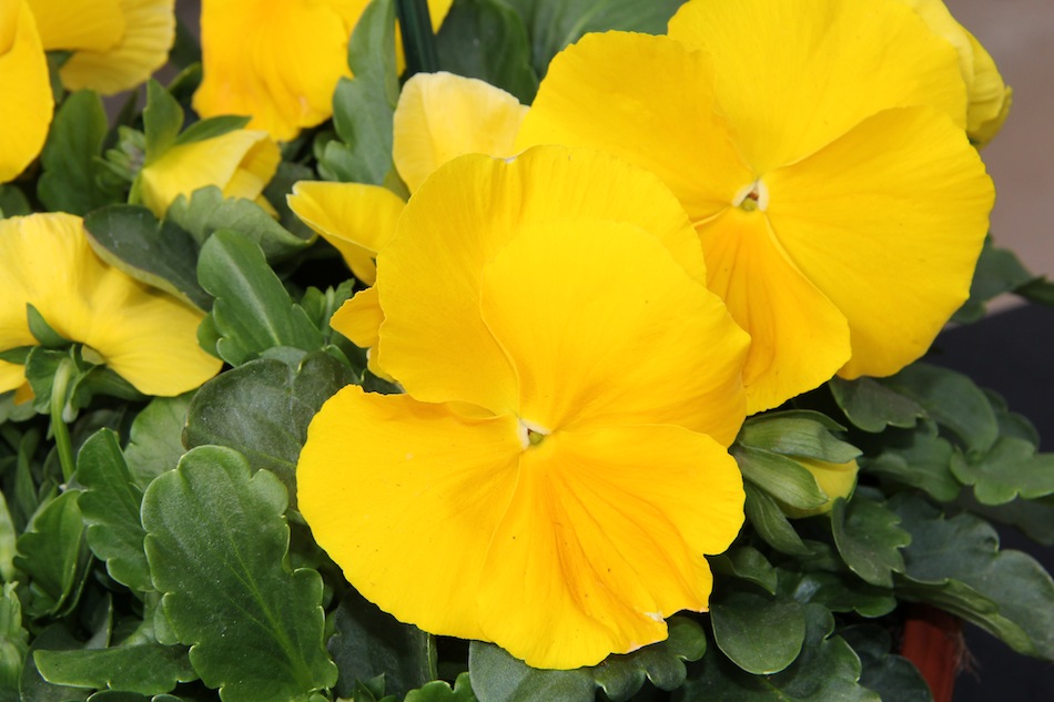 A Golden Viola - Greenhouse Product News