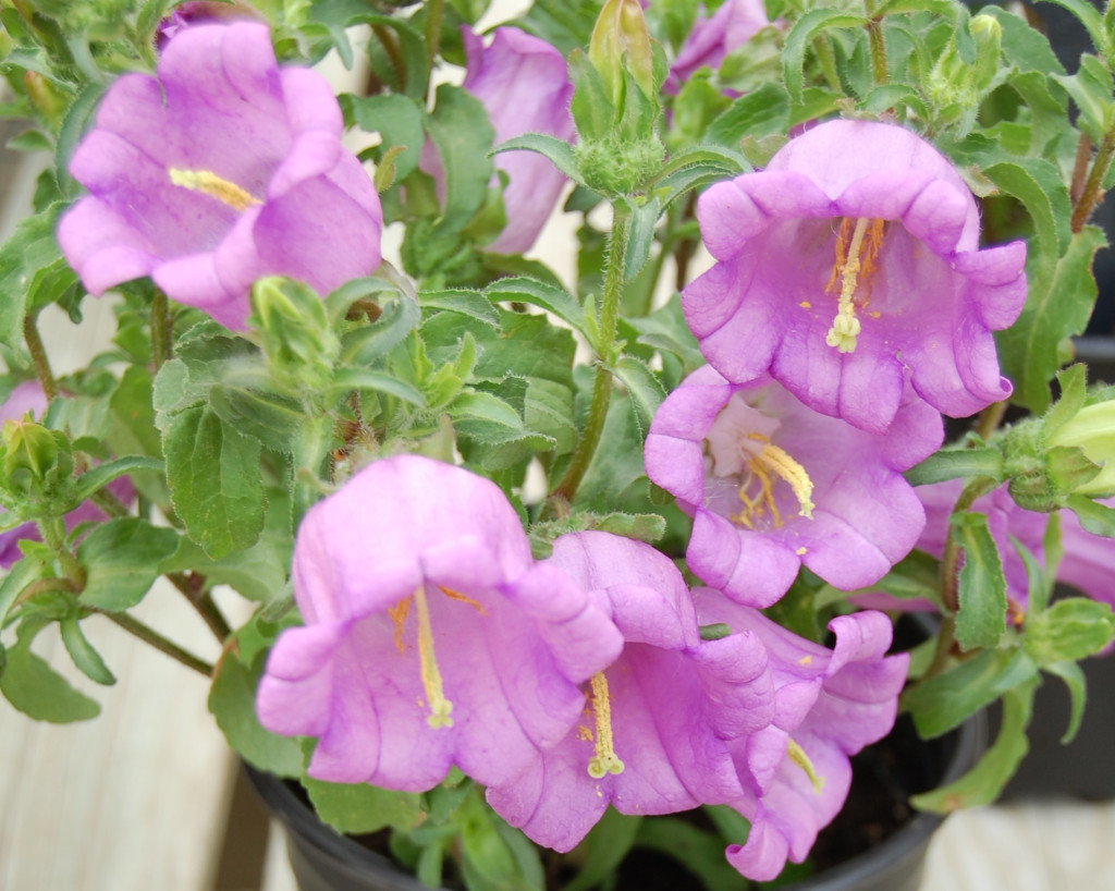 Campanula – Greenhouse Product News