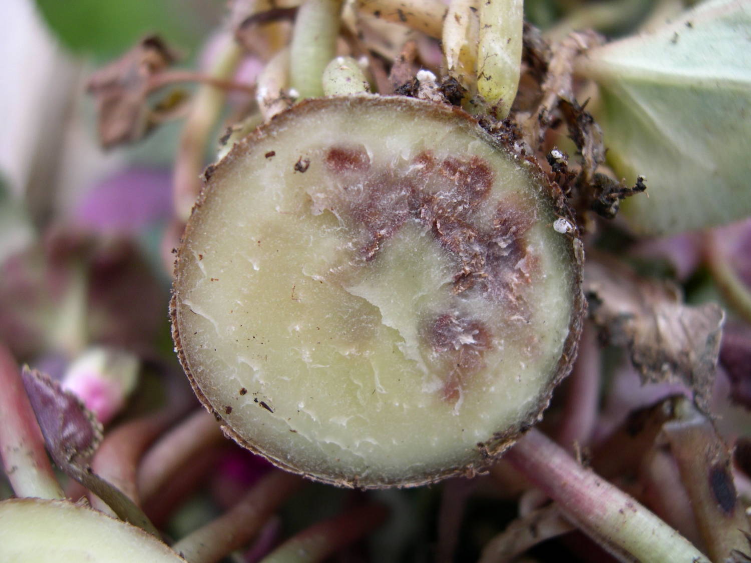 Фузариоз. Fusarium Orchid. Fusarium SPP Pamuk. Fusarium SSP. На смородине.