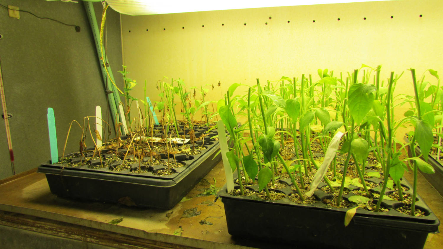 Disease Resistance: Building Blocks for Healthy Vegetable Crops ...