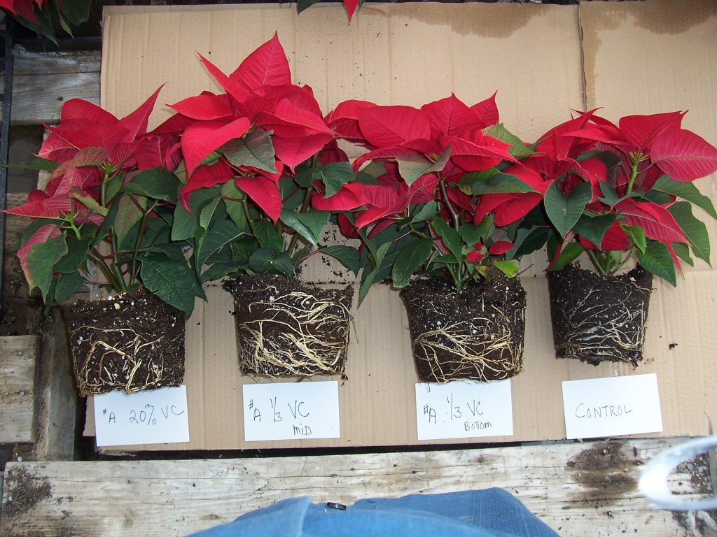 Using Vermicompost On Poinsettias Greenhouse Product News