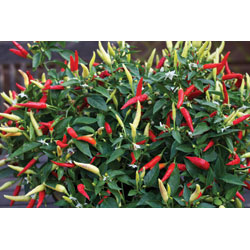 Pepper - Greenhouse Product News