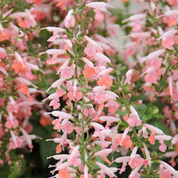 Salvia Summer Jewel Pink 6 Takii