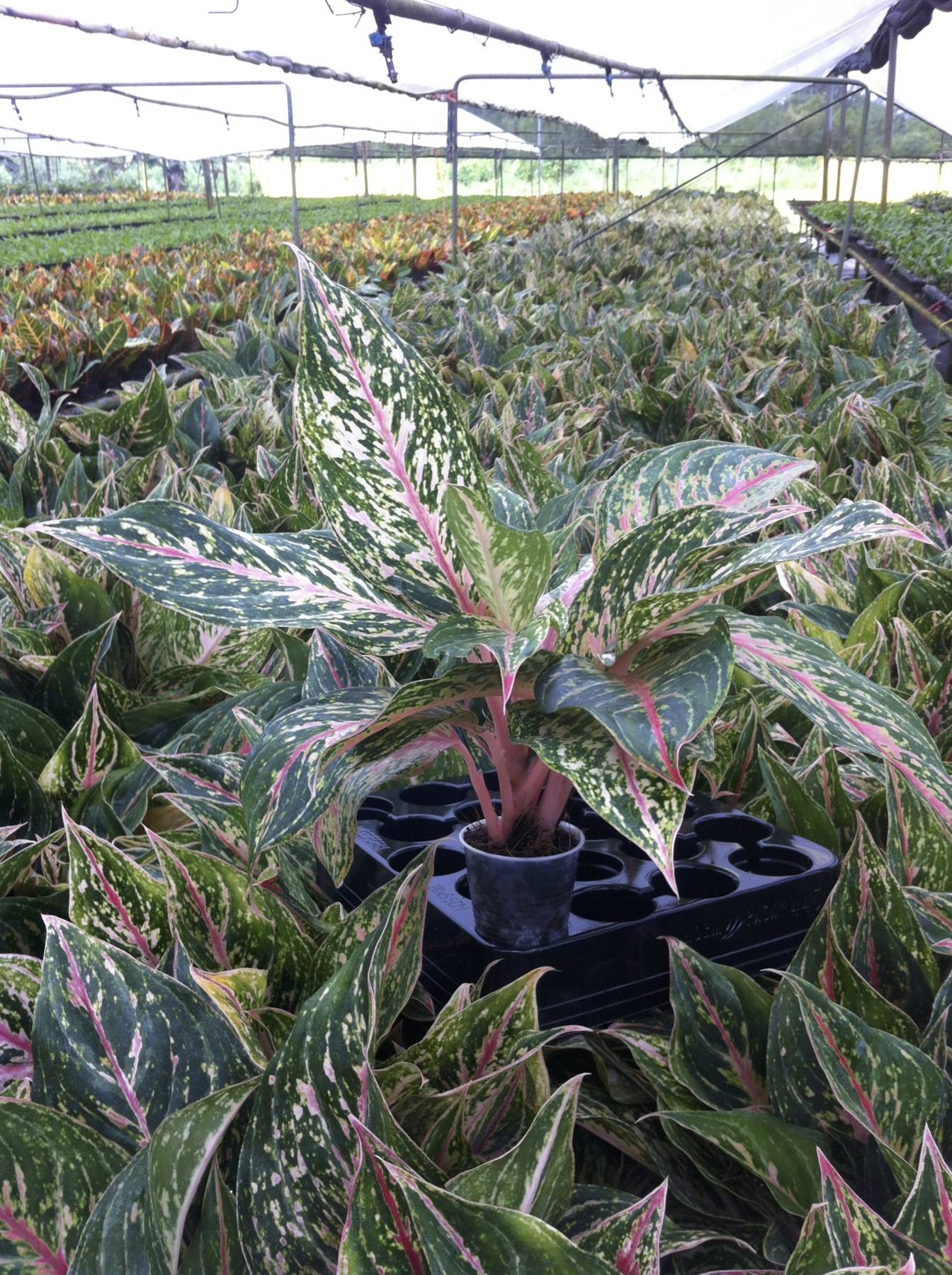 introducing exotic plants to the u.s. market - greenhouse product news