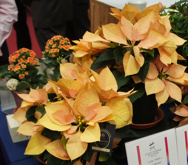 Dümmen Orange Poinsettia Wins Best Flower Award in Japan Greenhouse