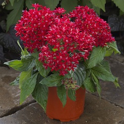Pentas BeeBright series (Syngenta Flowers) - Greenhouse Product News