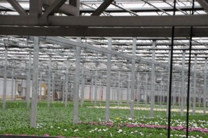 At Metrolina Greenhouses