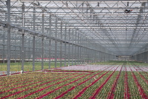 Plants as far as the eye can see