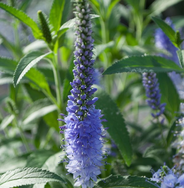 Veronica 'Vernique Shining Sea' - Greenhouse Product News