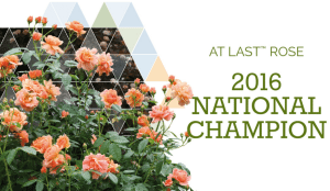 At Last rose is the 2016 Shrub Madness National Champion. Photo: Shrub Madness
