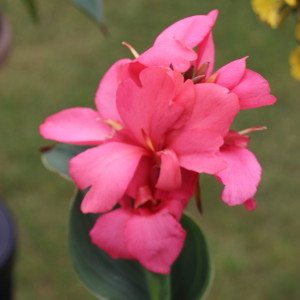 Canna Toucan Rose, Proven Winners
