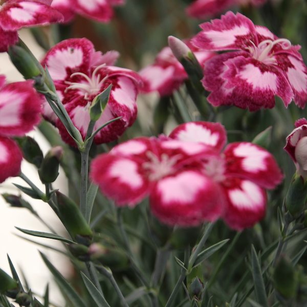 Dianthus Scent from Heaven series - Greenhouse Product News