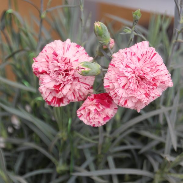 Dianthus 'Pinball Wizard' - Greenhouse Product News