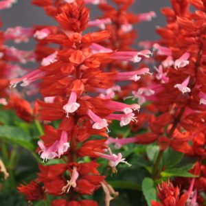 GREEN FUSE SALVIA GRANDSTAND RED LIPSTICK PINK