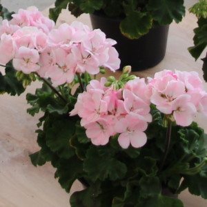 Geranium Darko Soft Pink (PAC)