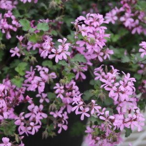 Pelargonium Pinki Pinks (Jaldety)